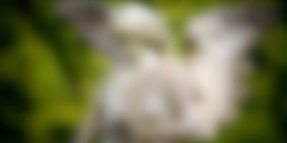 New Memorial Statues